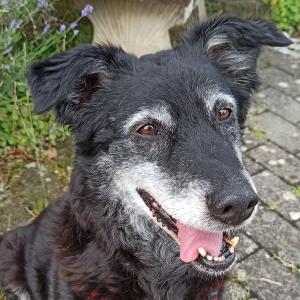 tierheim.pfullingen